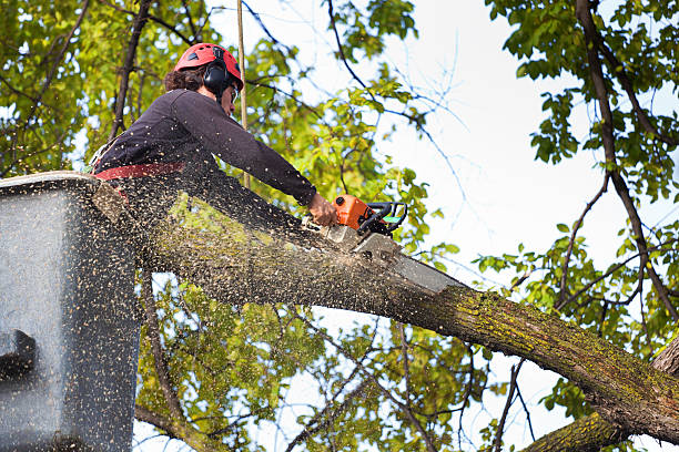 Tree Removal for Businesses in Orion, IL